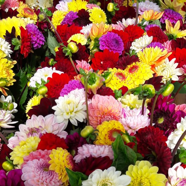 gemende dalias