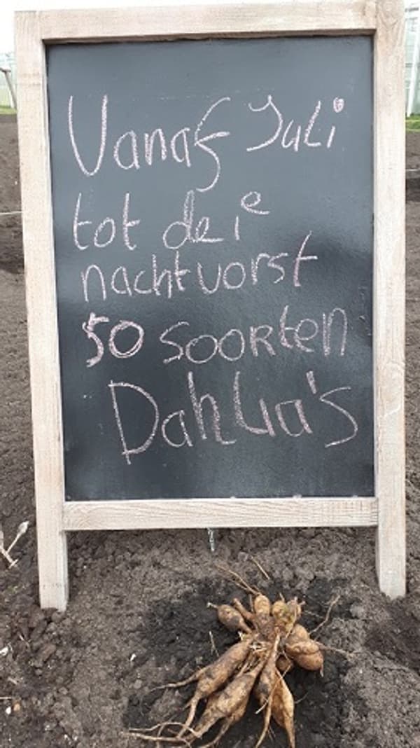 Dalia Bord